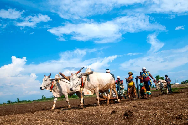 Hindistan 'da ineklerle tarlada çalışan çiftçiler.