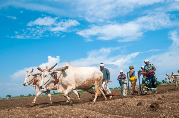 Hindistan 'da ineklerle tarlada çalışan çiftçiler.