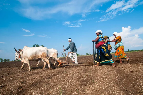 Hindistan 'da ineklerle tarlada çalışan çiftçiler.