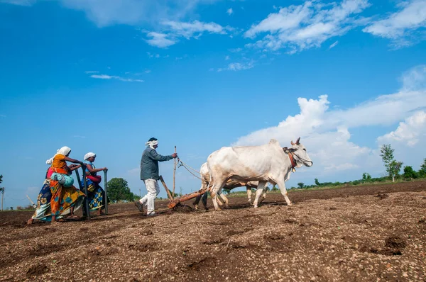 Hindistan 'da ineklerle tarlada çalışan çiftçiler.
