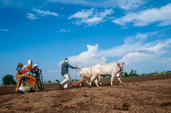 인도에서 밭에서 일하는 농부들 — 스톡 사진
