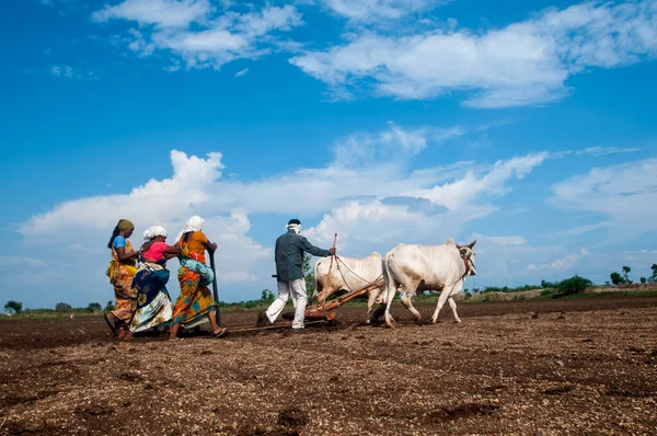 Hindistan 'da ineklerle tarlada çalışan çiftçiler.