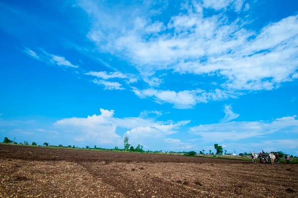Hindistan 'da ineklerle tarlada çalışan çiftçiler.