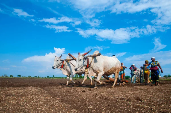 Hindistan 'da ineklerle tarlada çalışan çiftçiler.