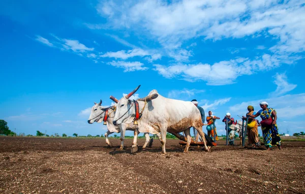 Hindistan 'da ineklerle tarlada çalışan çiftçiler.