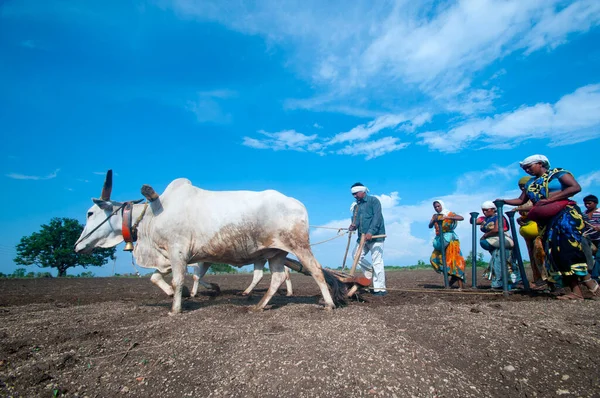 Hindistan 'da ineklerle tarlada çalışan çiftçiler.