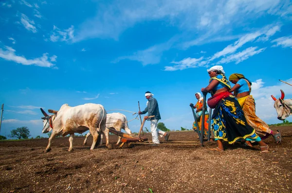 Hindistan 'da ineklerle tarlada çalışan çiftçiler.
