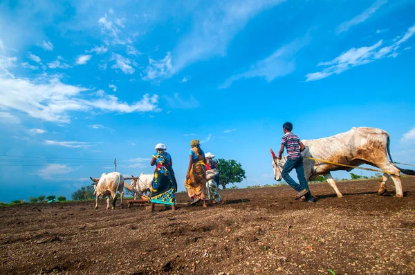Hindistan 'da ineklerle tarlada çalışan çiftçiler.