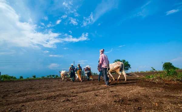 Hindistan 'da ineklerle tarlada çalışan çiftçiler.
