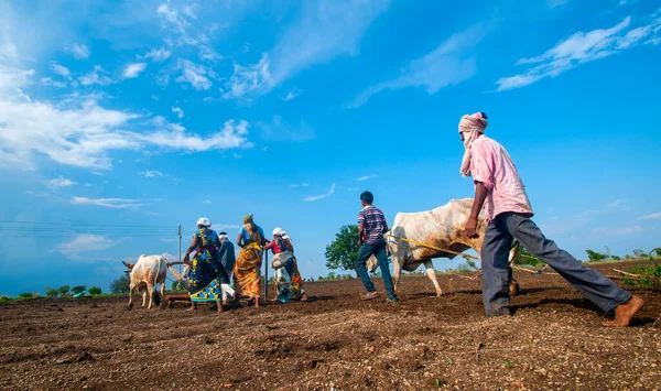 Hindistan 'da ineklerle tarlada çalışan çiftçiler.