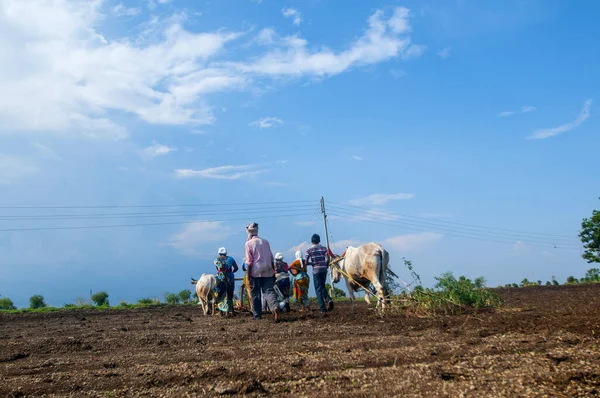 Zemědělci Pracující Terénu Krávami Indii — Stock fotografie