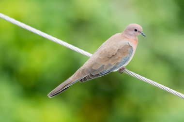 Bulanık yeşil arka planda tel üzerinde oturan kuş