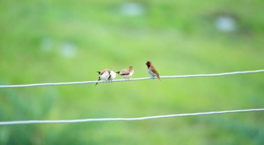 Kuşlar bulanık yeşil arka planda tel üzerinde oturuyorlar