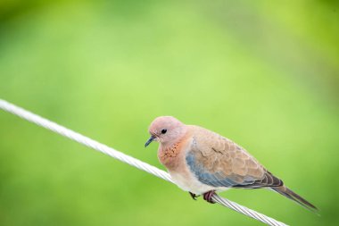 Bulanık yeşil arka planda tel üzerinde oturan kuş