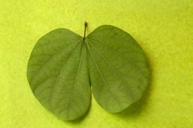 yeşil zemin üzerine yeşil yaprak