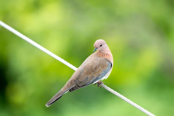 Bird Sitting Wire Blurred Green Background — Stock Photo, Image