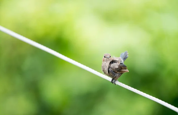 Bird Sitting Wire Blurred Green Background — Stock Photo, Image