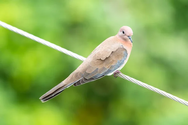 Bird Sitting Wire Blurred Green Background — Stock Photo, Image