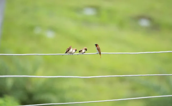 Vögel Sitzen Auf Draht Auf Verschwommenem Grünen Hintergrund — Stockfoto