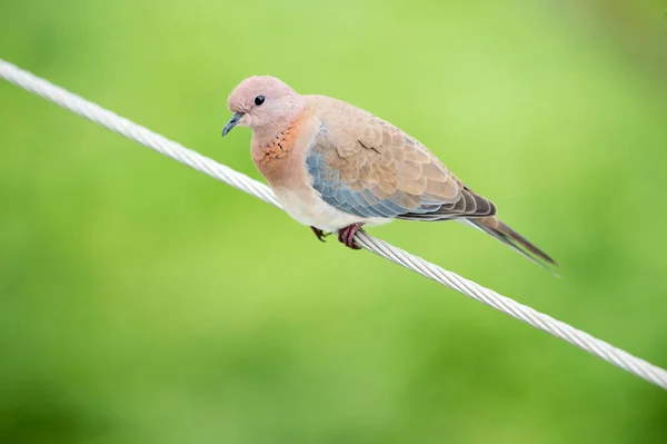 Fågel Sitter Tråd Suddig Grön Bakgrund — Stockfoto