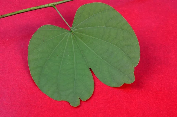 Grünes Blatt Auf Rotem Hintergrund — Stockfoto