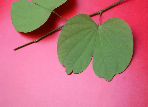 Folhas Verdes Fundo Rosa Vermelho — Fotografia de Stock