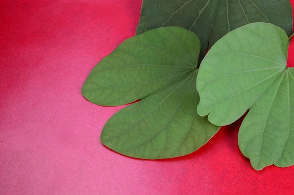 Groene Bladeren Roze Rode Achtergrond — Stockfoto