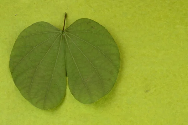 Hoja Verde Sobre Fondo Verde — Foto de Stock