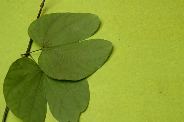 Folhas Verdes Fundo Verde — Fotografia de Stock