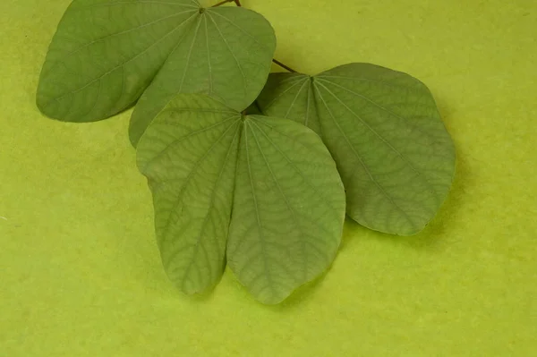 Hojas Verdes Sobre Fondo Verde — Foto de Stock