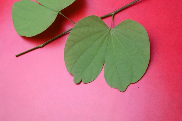 Grüne Blätter Auf Rosa Und Rotem Hintergrund — Stockfoto