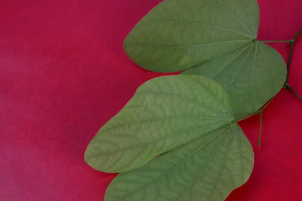 Kırmızı Arkaplanda Yeşil Yapraklar — Stok fotoğraf