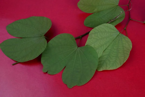 Folhas Verdes Fundo Rosa Vermelho — Fotografia de Stock