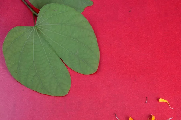 Hojas Verdes Sobre Fondo Rojo — Foto de Stock