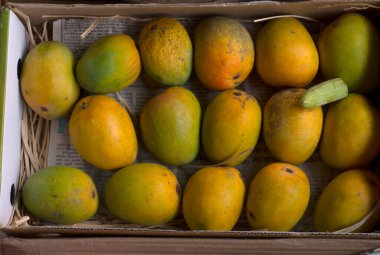 Taze taze mango meyveleri sepette