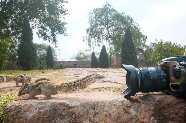 リスと石の上の公園の屋外に横たわるカメラ — ストック写真