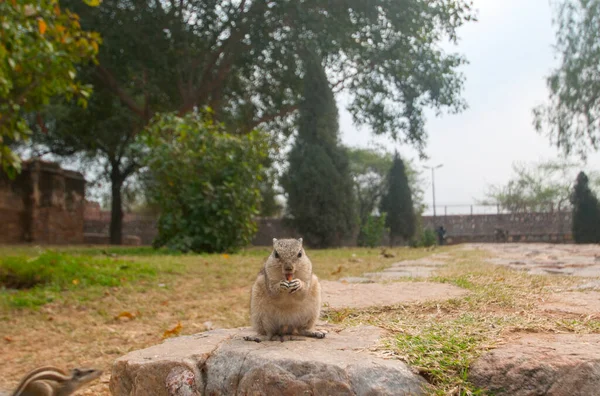 Στενή Άποψη Των Σκίουροι Κάθεται Στο Βράχο — Φωτογραφία Αρχείου