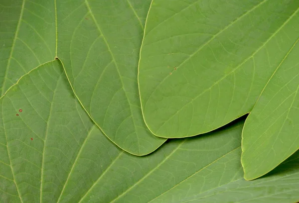 Primer Plano Hojas Verdes Fondo Texturizado — Foto de Stock