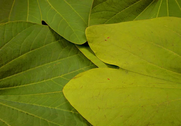 Close Green Leaves Textured Background — Stock Photo, Image