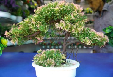 Tenceredeki küçük yeşil ağaç manzarasını kapat