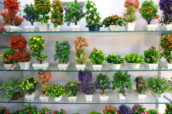 Kolorowe Kwiaty Doniczkach Półkach Sklepowych — Zdjęcie stockowe