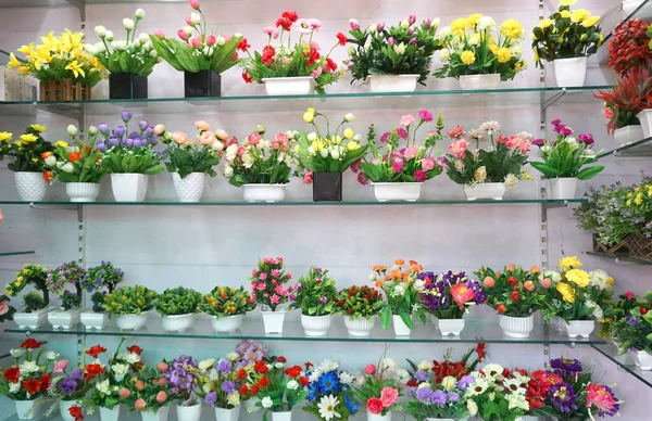 Mağazalardaki saksılarda renkli çiçekler