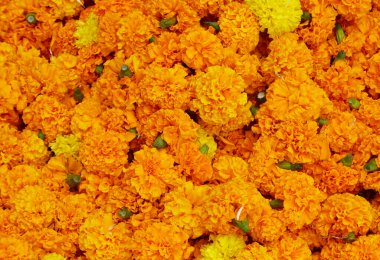 Güzel kadife çiçekleri. Çiçek arkaplanı.