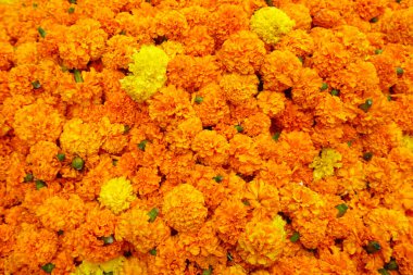 Güzel kadife çiçekleri. Çiçek arkaplanı.