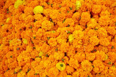 Güzel kadife çiçekleri. Çiçek arkaplanı.