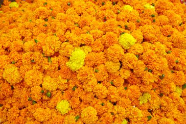 Güzel kadife çiçekleri. Çiçek arkaplanı.