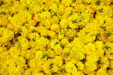 Güzel kadife çiçekleri. Çiçek arkaplanı.