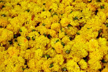 Güzel kadife çiçekleri. Çiçek arkaplanı.