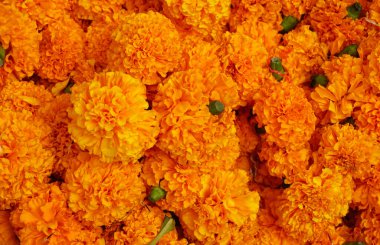 Güzel kadife çiçekleri. Çiçek arkaplanı.