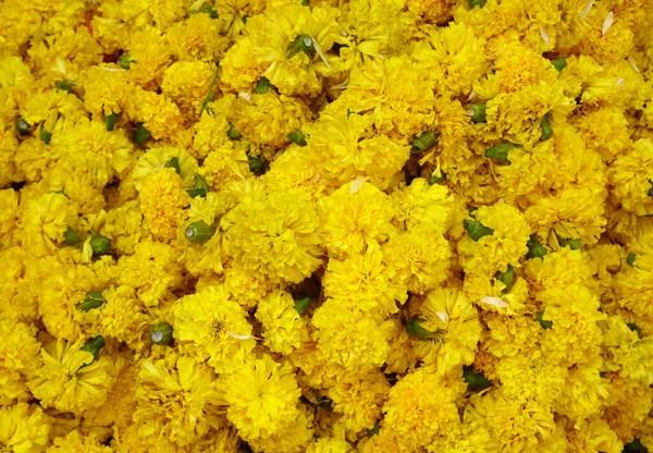 Güzel kadife çiçekleri. Çiçek arkaplanı.